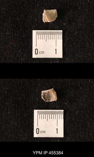 Platystrophia dentata