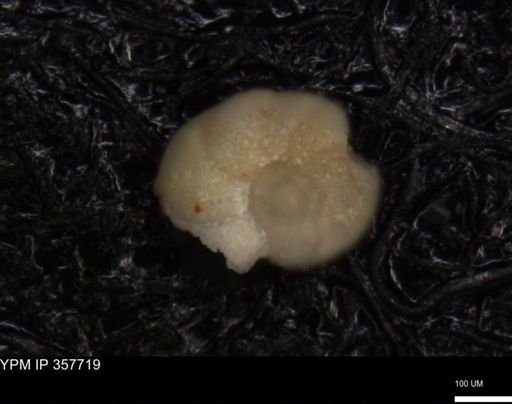 undet. Foraminiferida