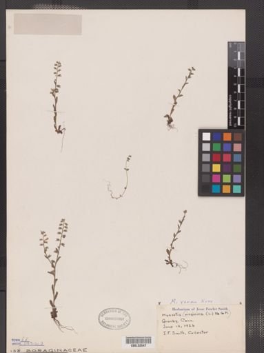 Myosotis verna