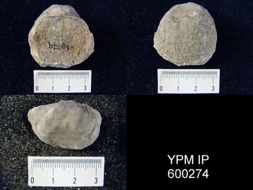 Pustula nebrascensis