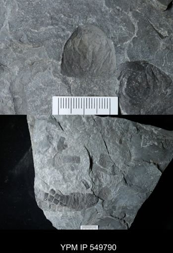 Eurypterus pittsfordensis
