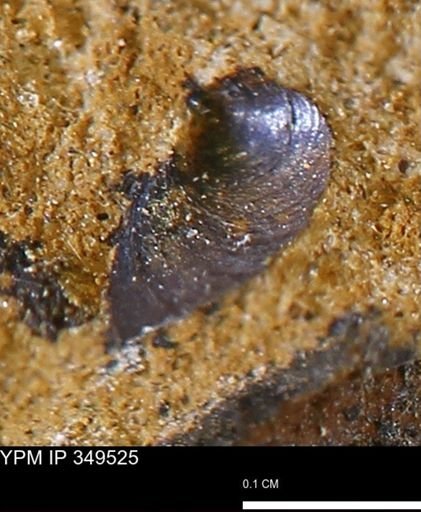 undet. Bivalvia