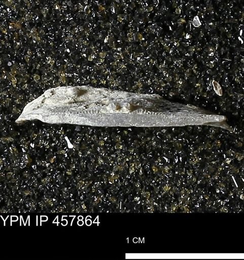 Strophodonta sp.