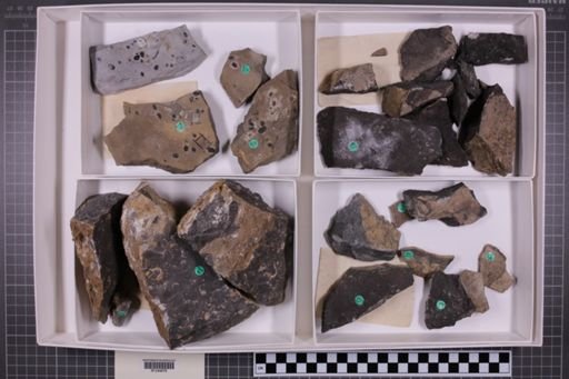 mixed taxa, stratigraphic collection