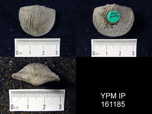Dinorthis sp.