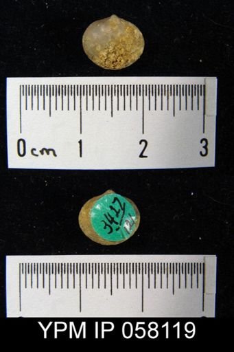 Nucleospira ventricosa