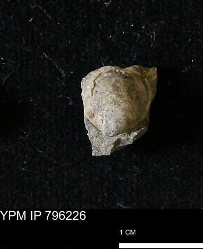 Protocardia subquadrata