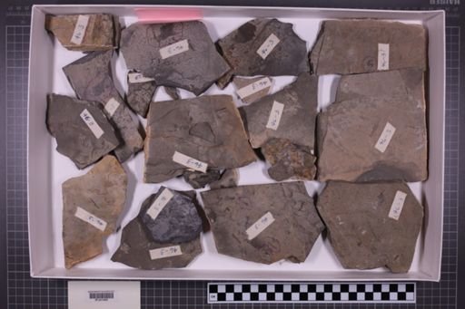 mixed taxa, stratigraphic collection