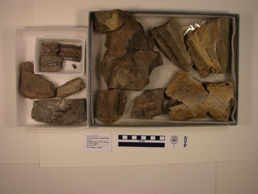 Lambeosaurus magnicristatus