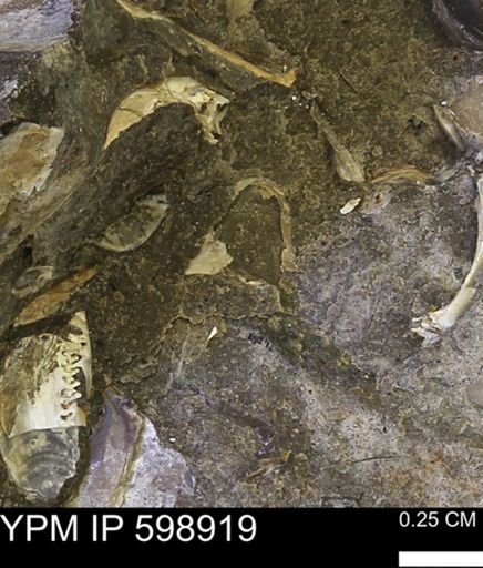 undet. Mollusca