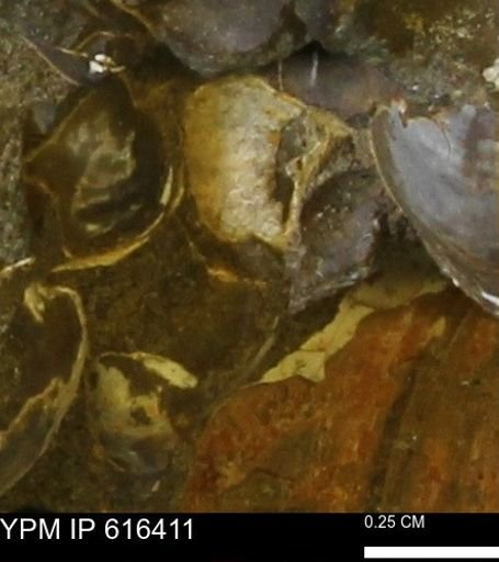 Protocardia subquadrata
