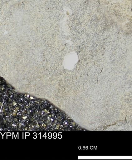 undet. Mollusca