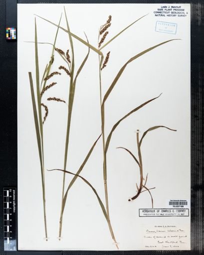Carex davisii