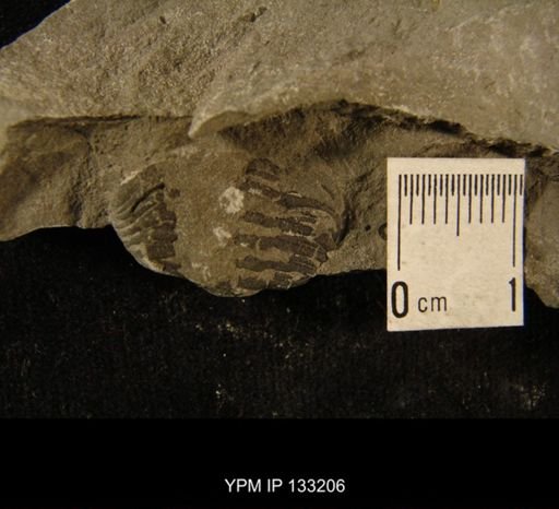 Phacops rana