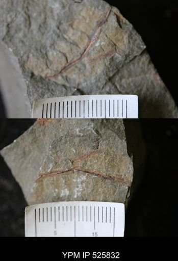 Graptolithina