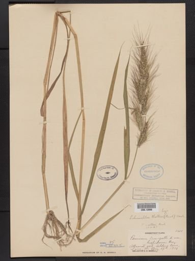 Echinochloa walteri