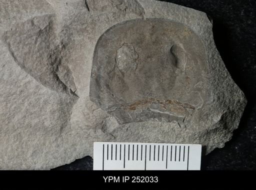 Eurypterus sp.
