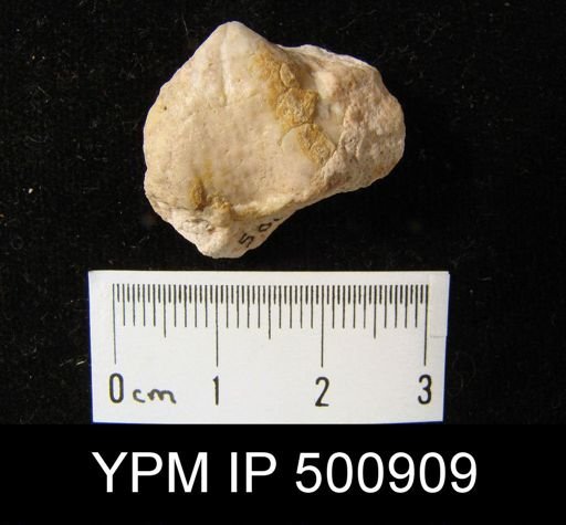 Orthotichia sp.