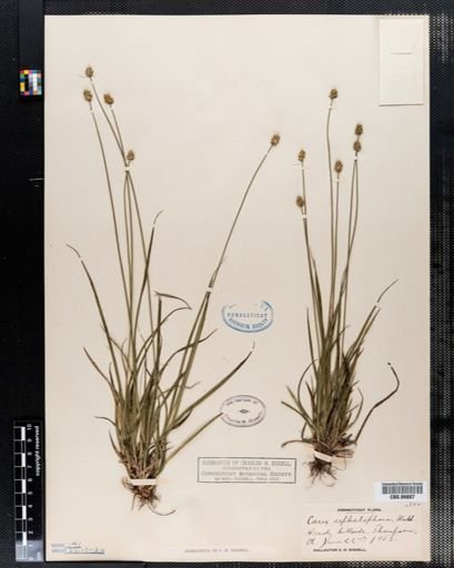 Carex cephalophora