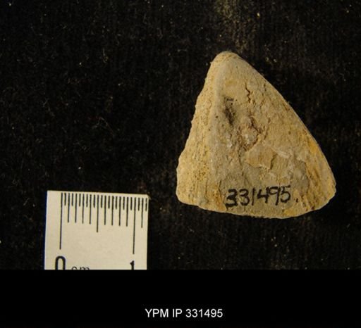 Ambonychia sp.