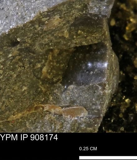undet. Mollusca