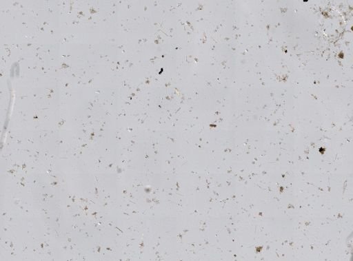 Callyspongia fallax