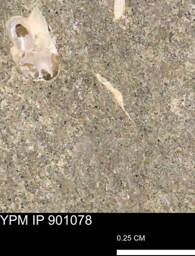 undet. Mollusca