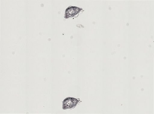 Plagiostomum vittatum
