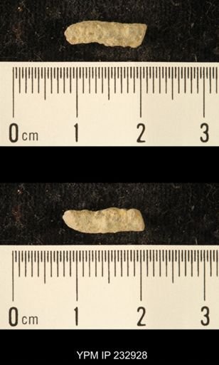 Archaeocidaris sp.