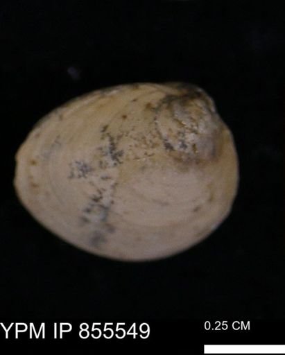 Limopsis striatopunctatus