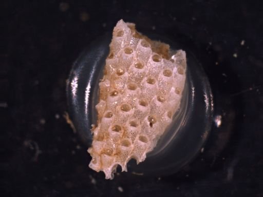 Primavelans insculpta
