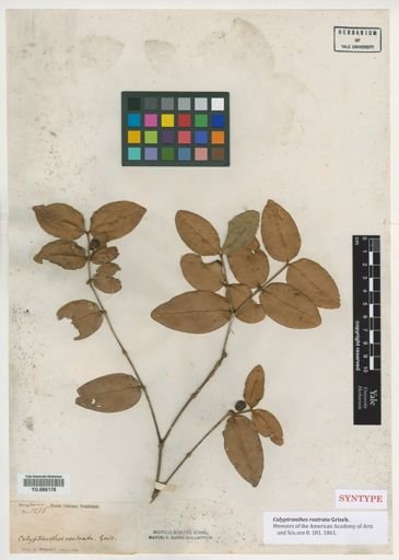 Calyptranthes rostrata