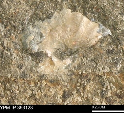 Scaphites sp.