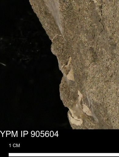undet. Mollusca