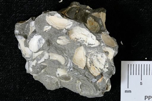 Protocardia subquadrata