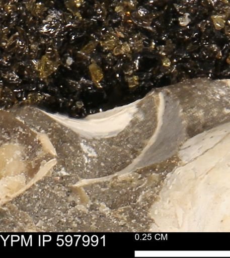 Protocardia?