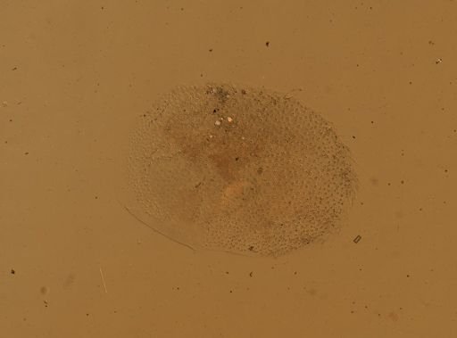 Lagisca impatiens
