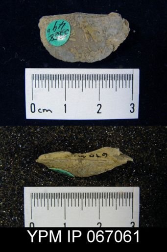 Stropheodonta canace
