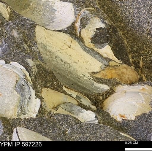 Limopsis striatopunctatus