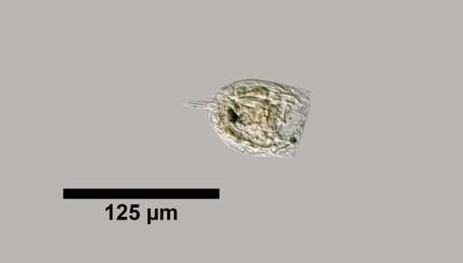 Lecane sympoda