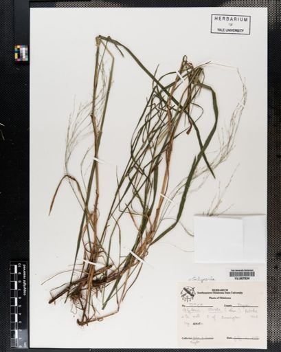 Plantae