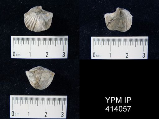 Cyrtina sp.