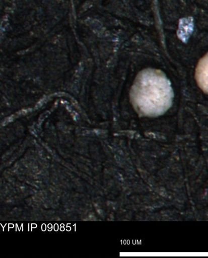 undet. Foraminiferida