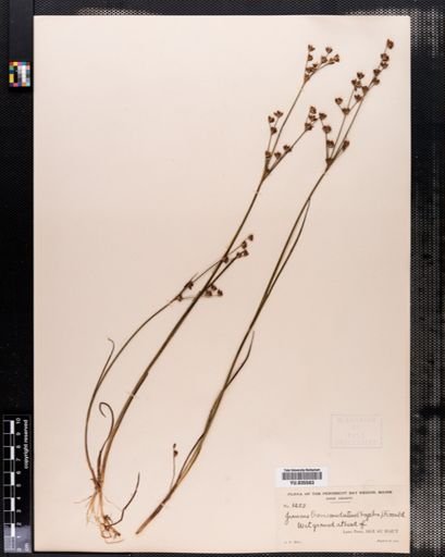 Juncus brevicaudatus