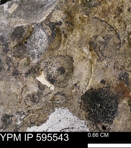 Protocardia sp.