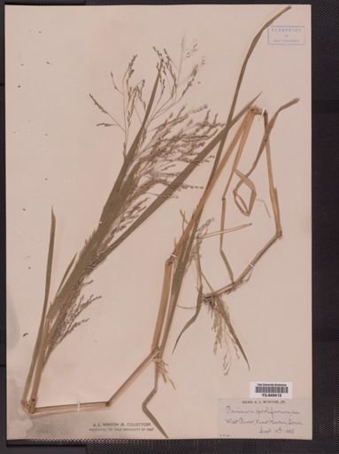 Panicum proliferum