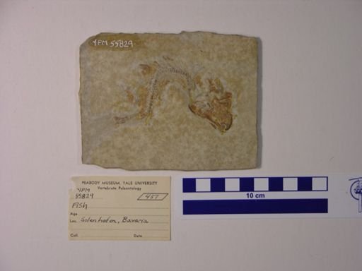 Osteichthyes