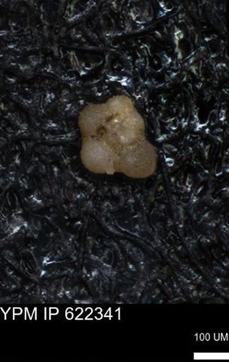 undet. Rugoglobigerinidae