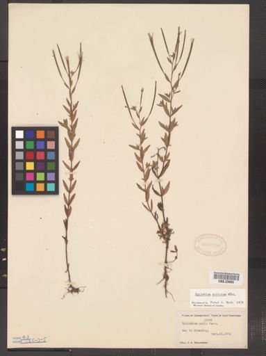 Epilobium strictum