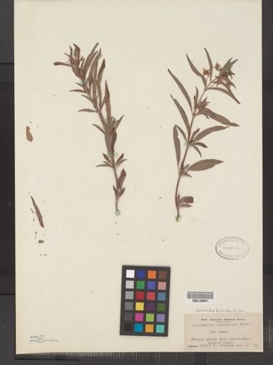 Plantae